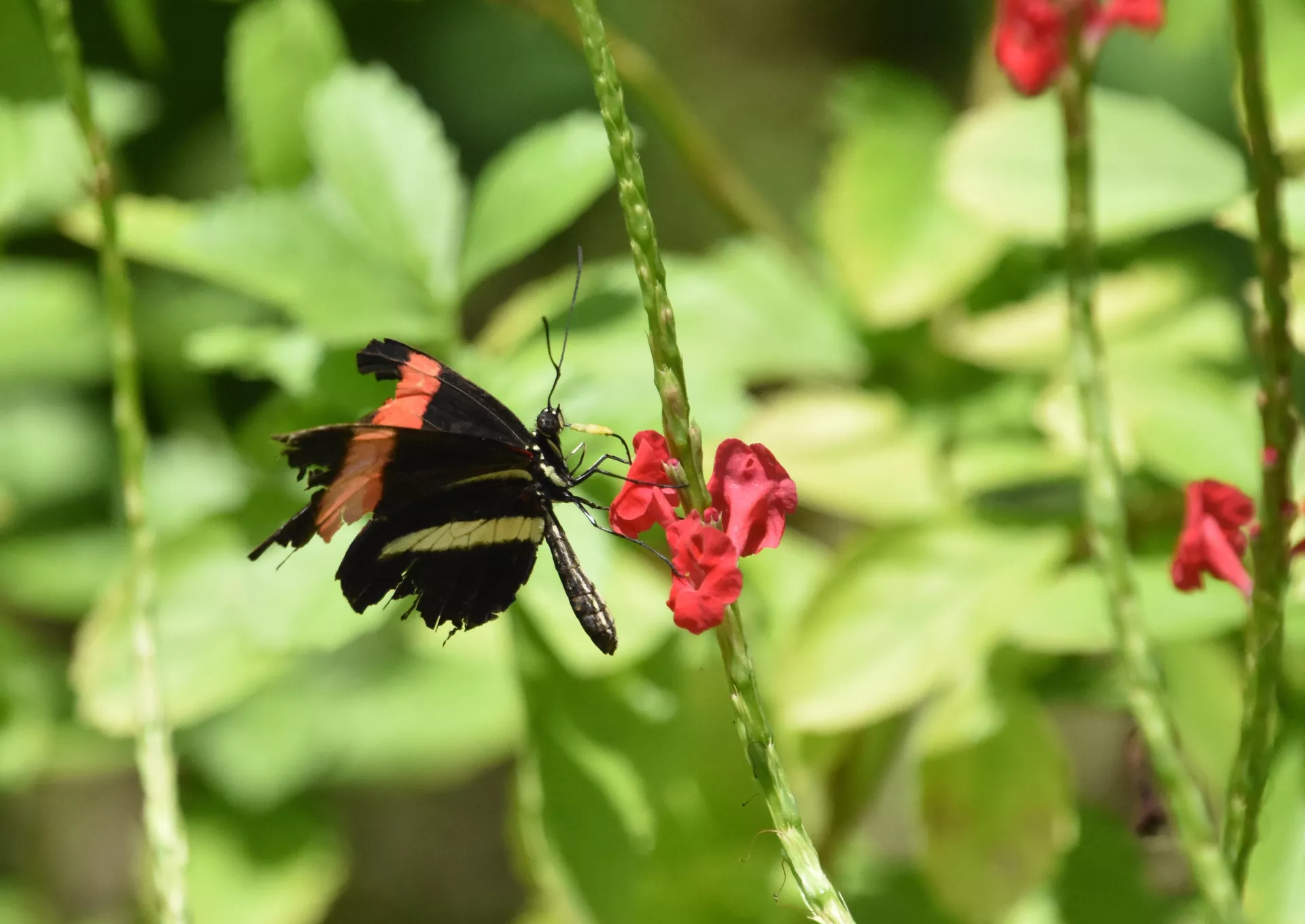 El mariposario de Jocotenango