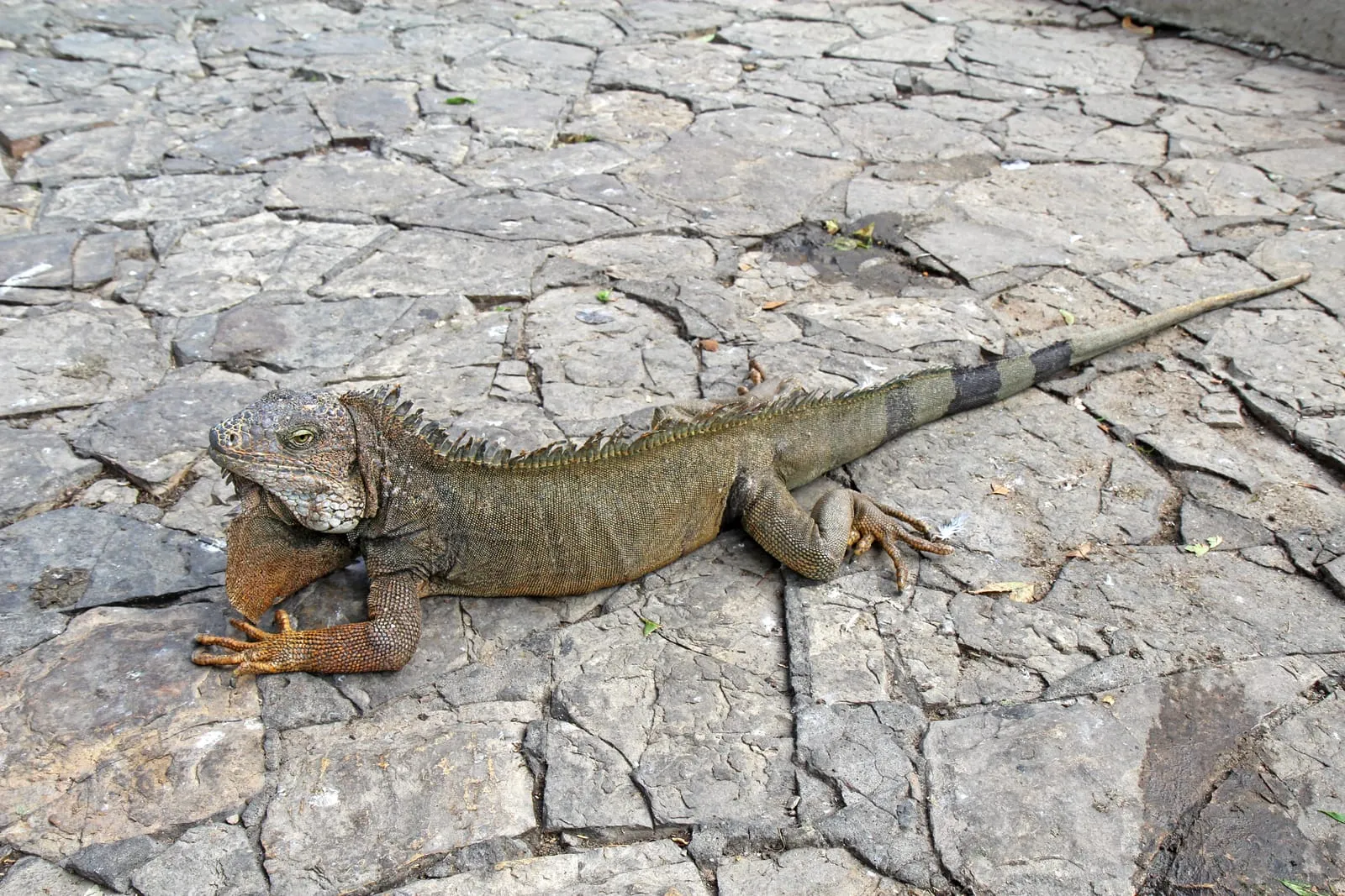 Una iguana en el Parque Seminario